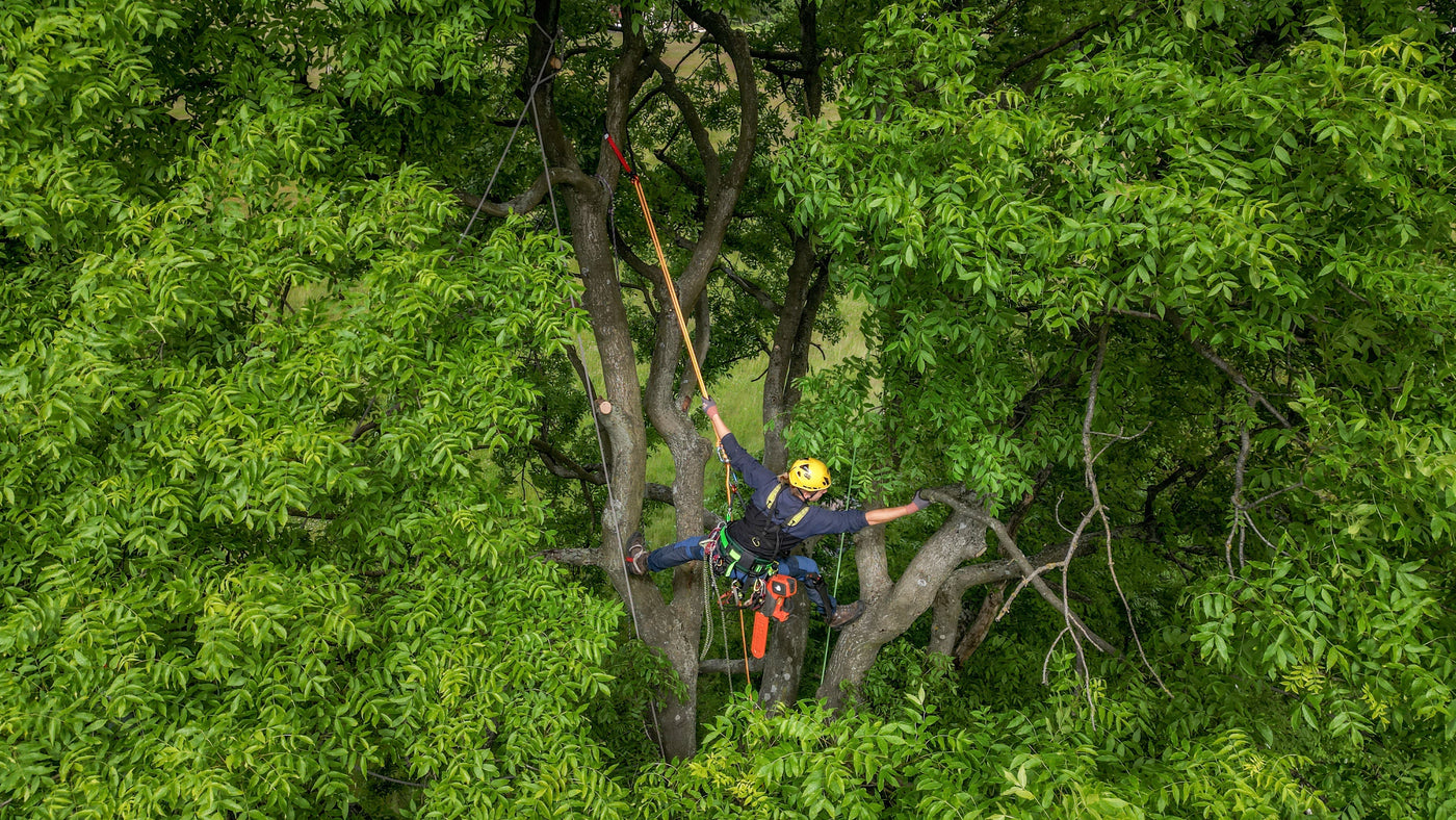 Arborystyka